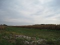 Indiana - Corn Fields.
